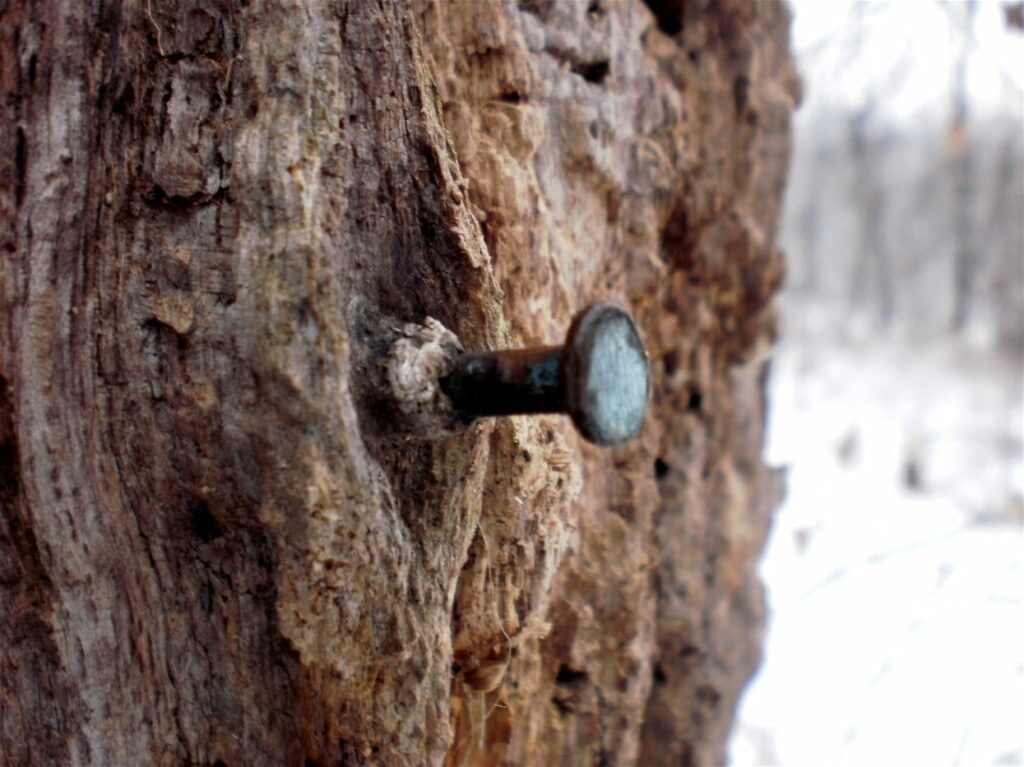 Driving copper nails into the trunk