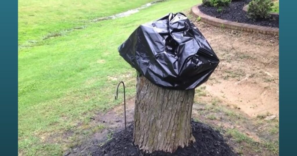 Forced darkness by sealing the stump with heavy-duty black plastic