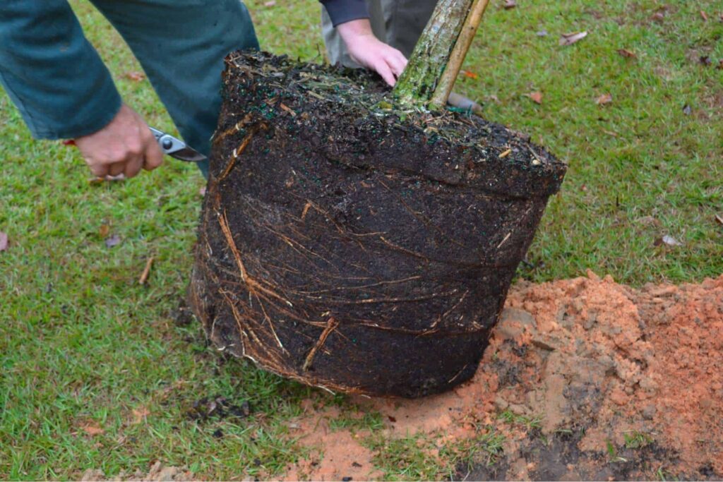 Weight of the root ball