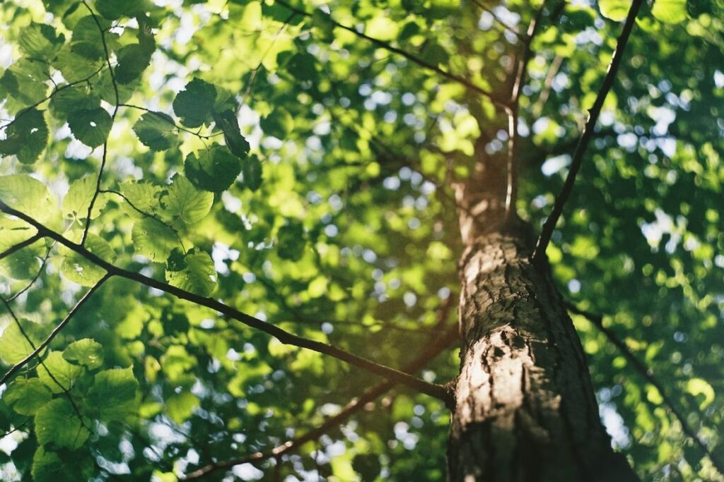 Prune your trees periodically