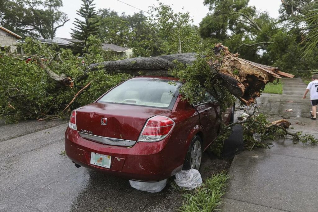 Protect your tree from damage