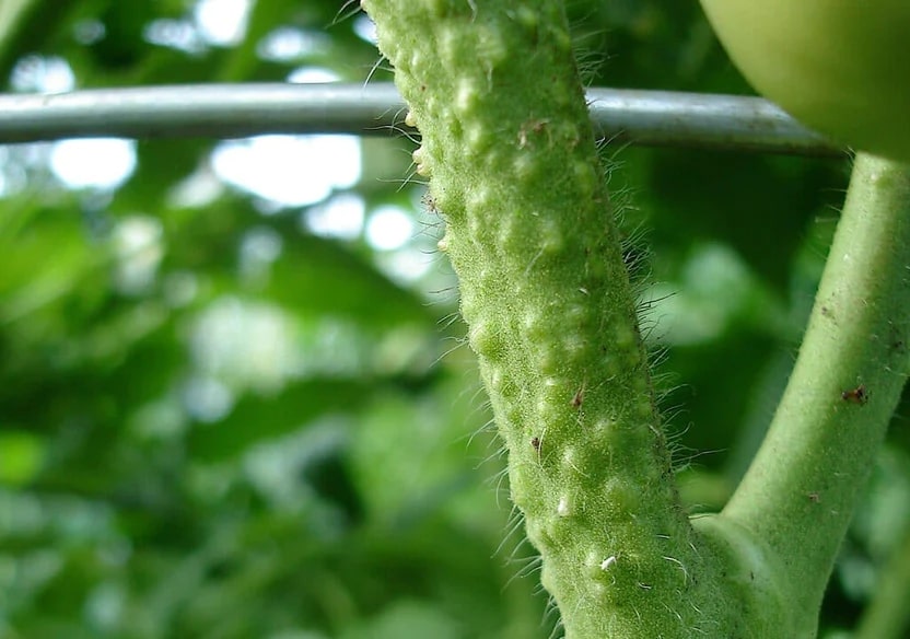 Bumps on Stems