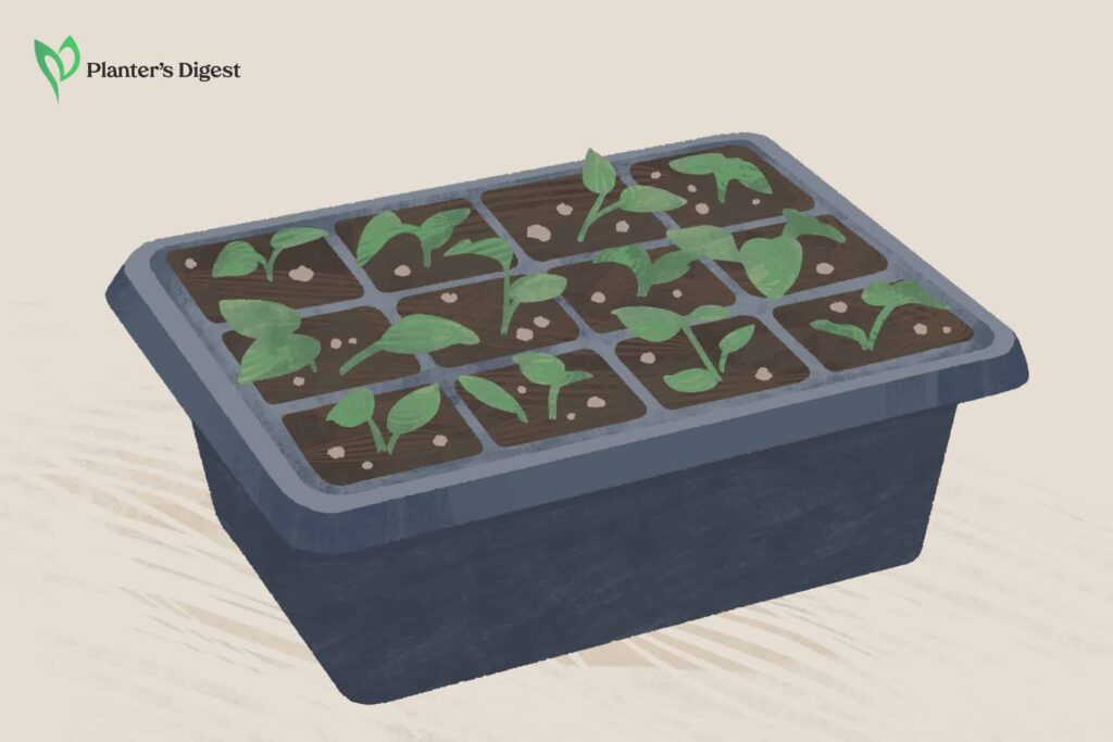 Sow the tomato seeds in a tray