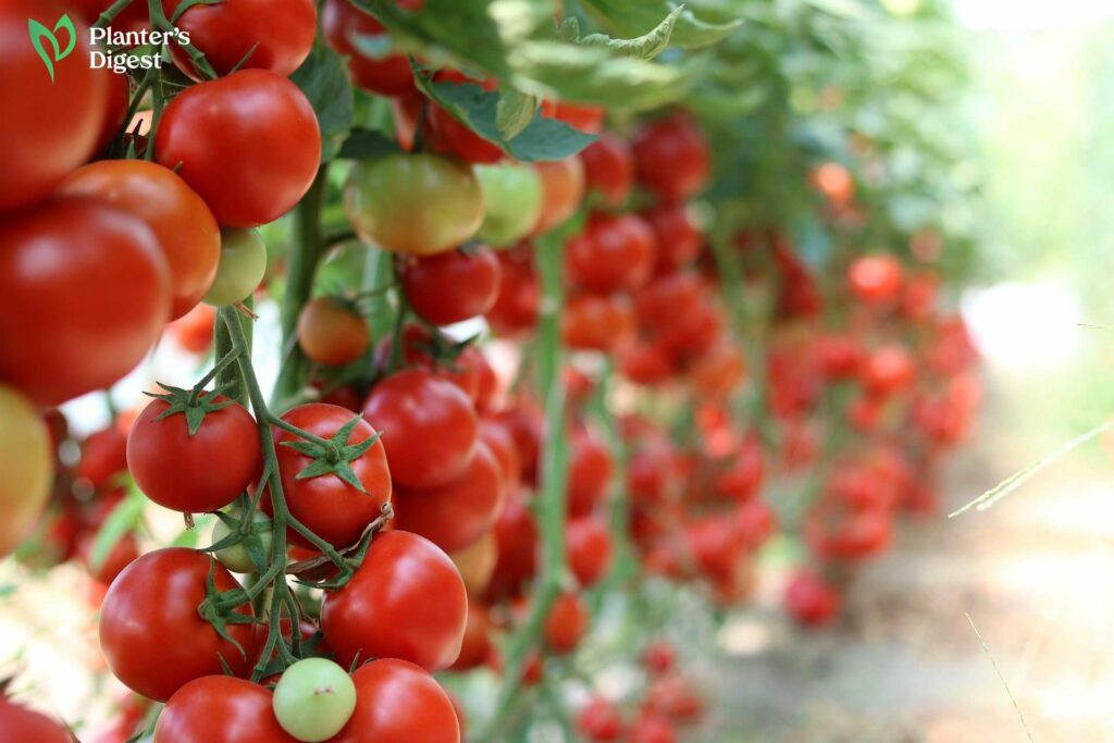 The Ultimate Guide to Growing Tomatoes in Hanging Baskets