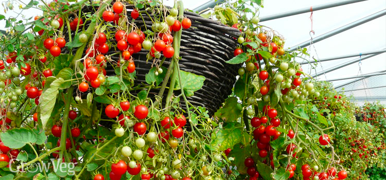 Factors That Affect the Growth of Hanging Basket Tomatoes