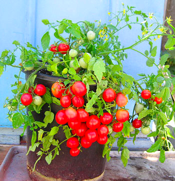 Whippersnapper Tomatoes