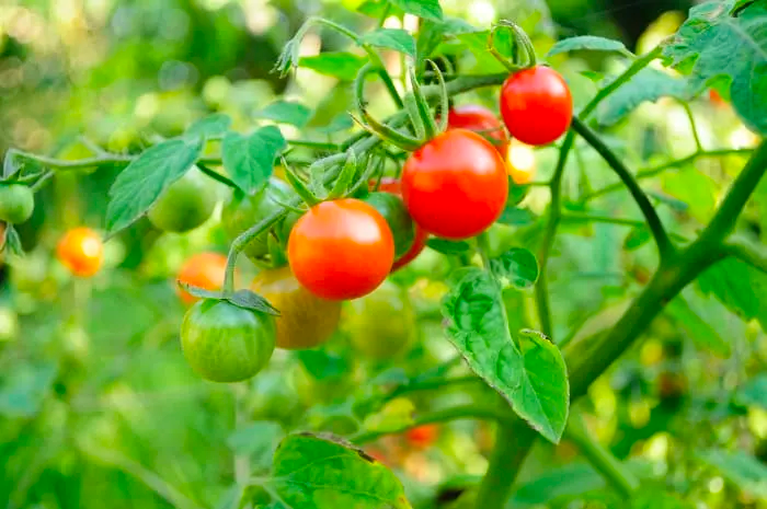 Tiny Tim Tomatoes