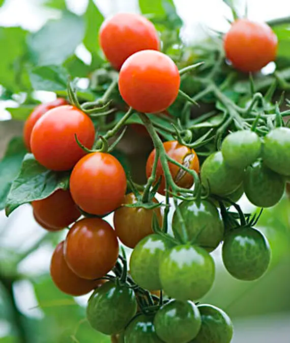 Napa Grape Hybrid Tomatoes