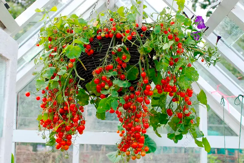 How to Grow Hanging Basket Tomatoes