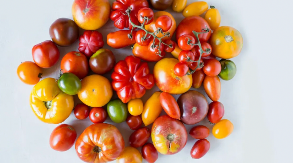 Tomato Variety