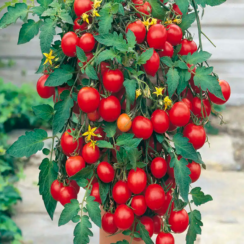 Tumbler Hybrid Tomatoes