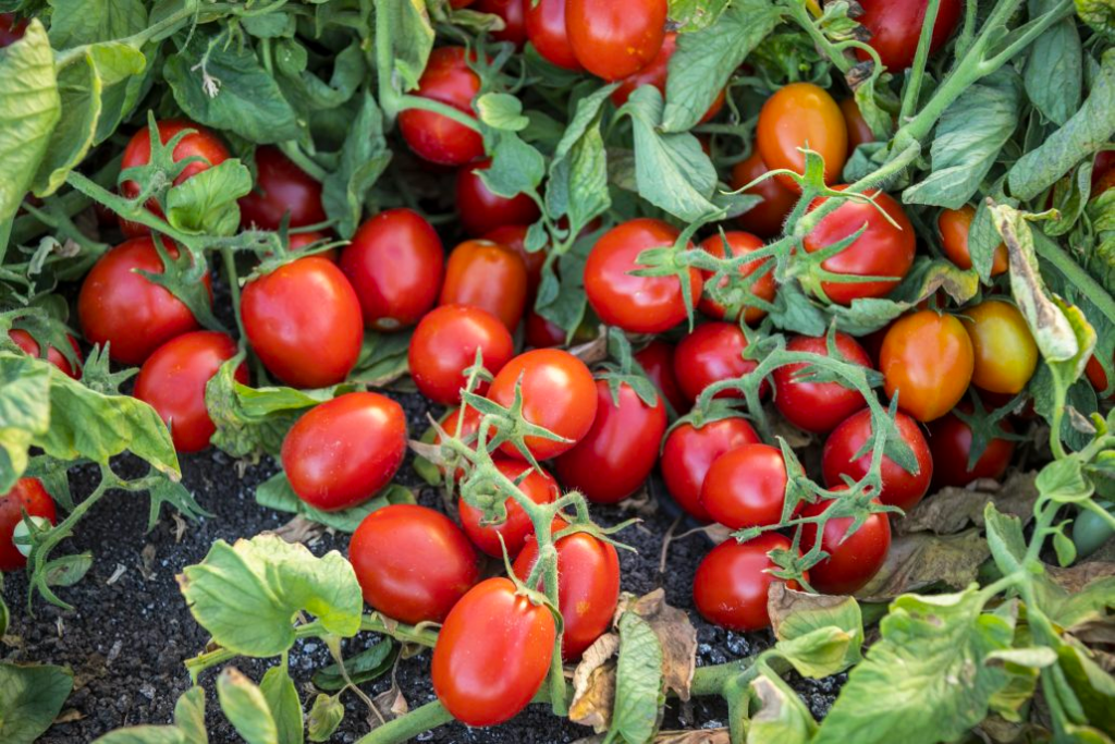 Early Resilience Tomatoes