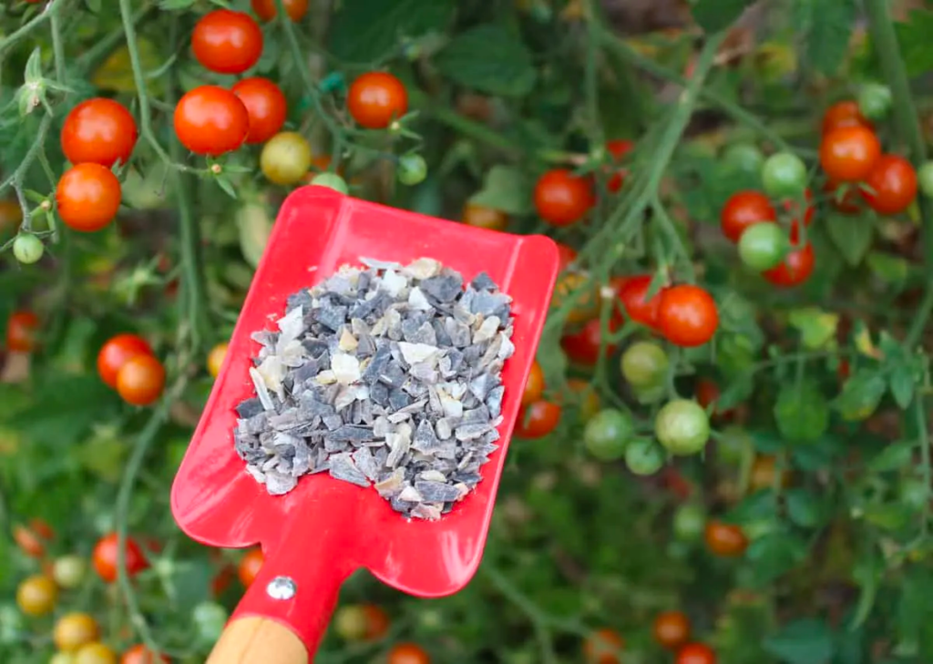 Feed your tomato plant