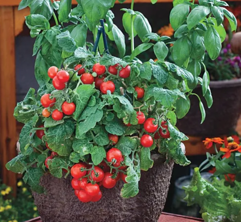 Red Robin Tomatoes