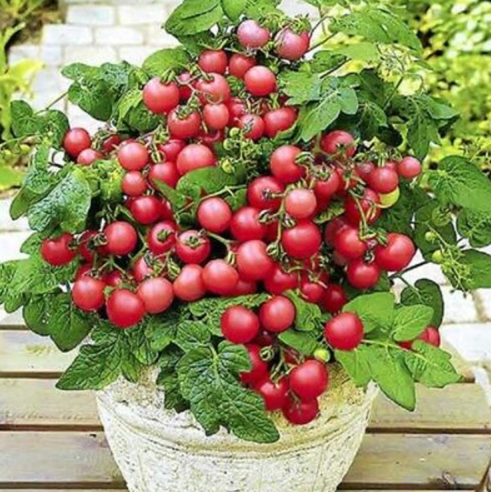 Garden Pearl Tomatoes