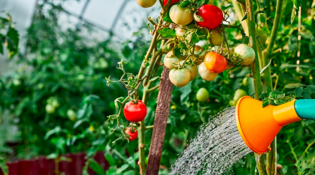 Keep your tomato plant hydrated