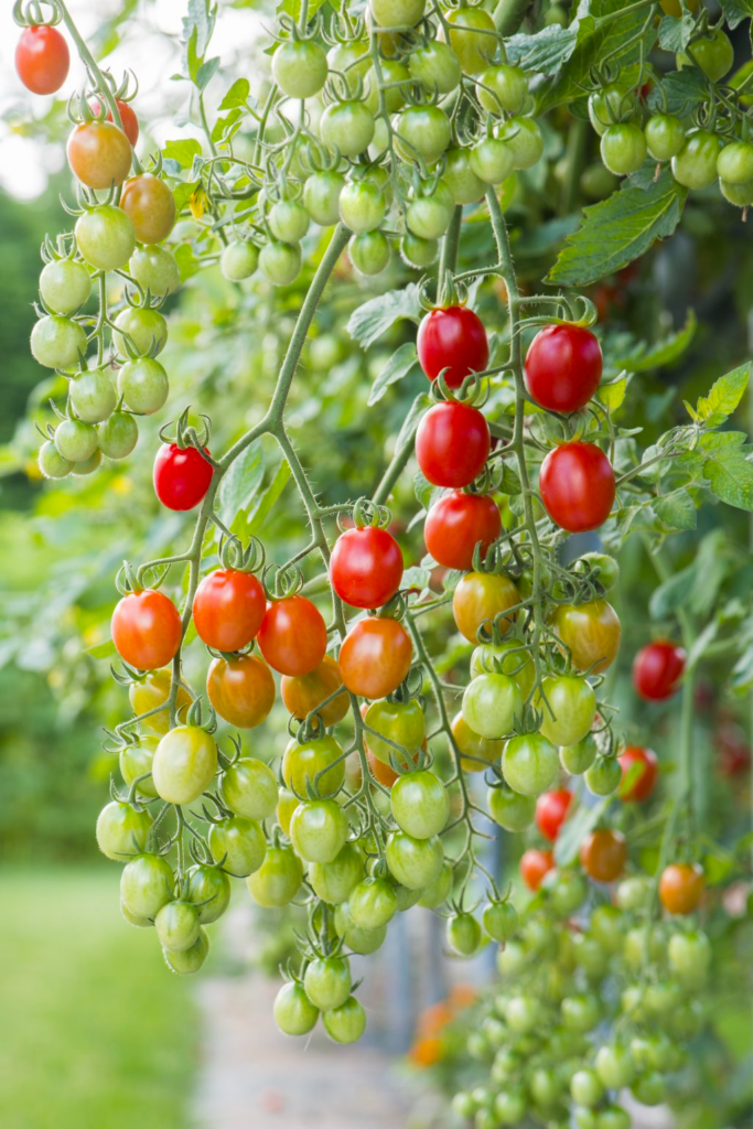  Celano Hybrid Tomatoes