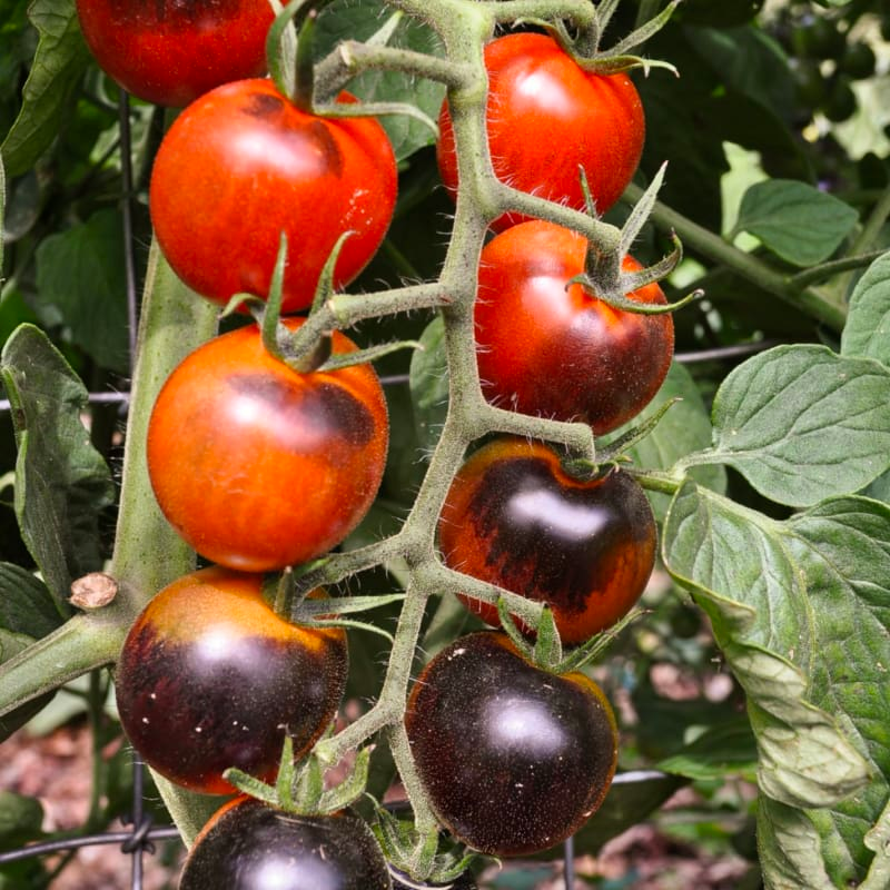 Midnight Snack Hybrid Tomatoes