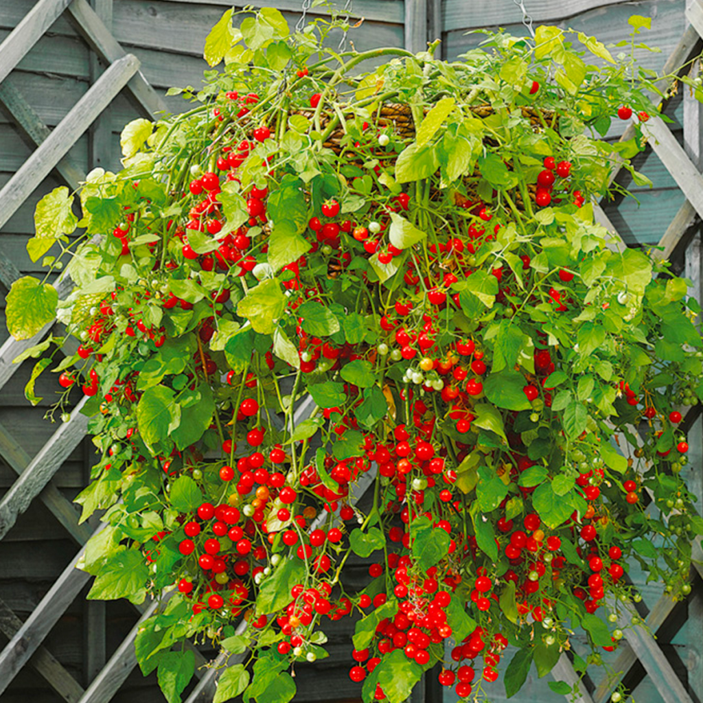 Hundreds & Thousands Tomatoes