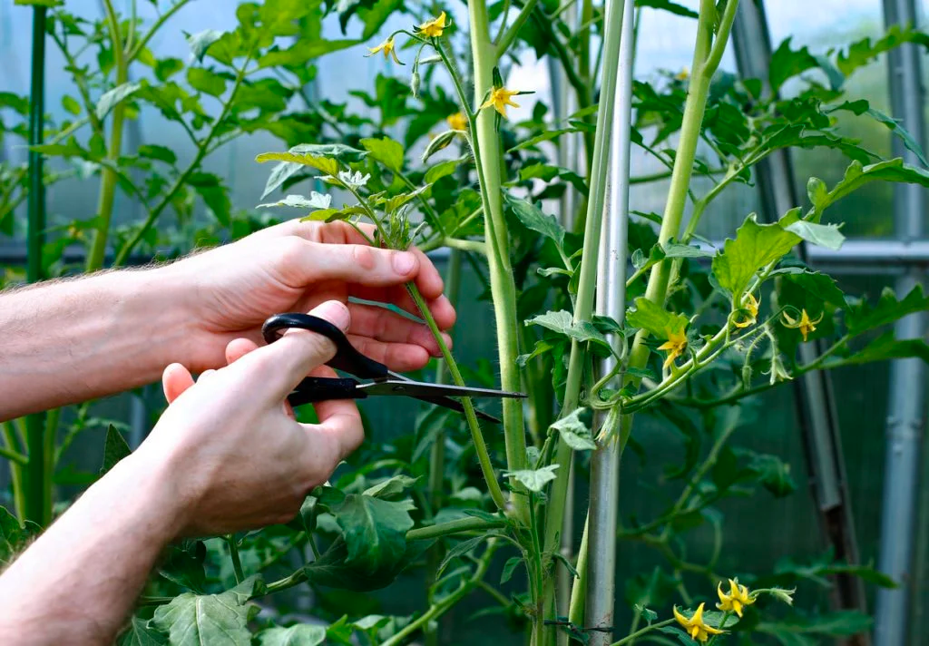 Prune the tomato plant regularly