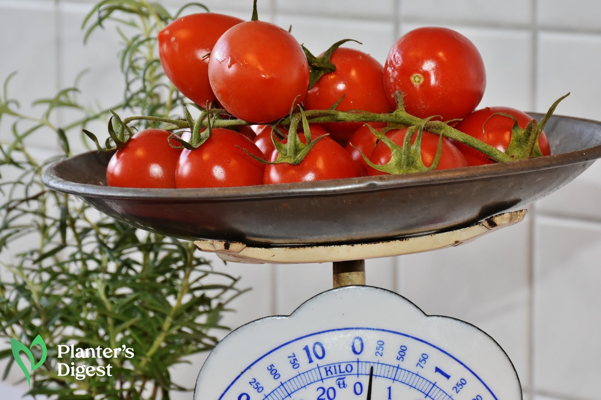 An Easy Guide to Tomato Weights