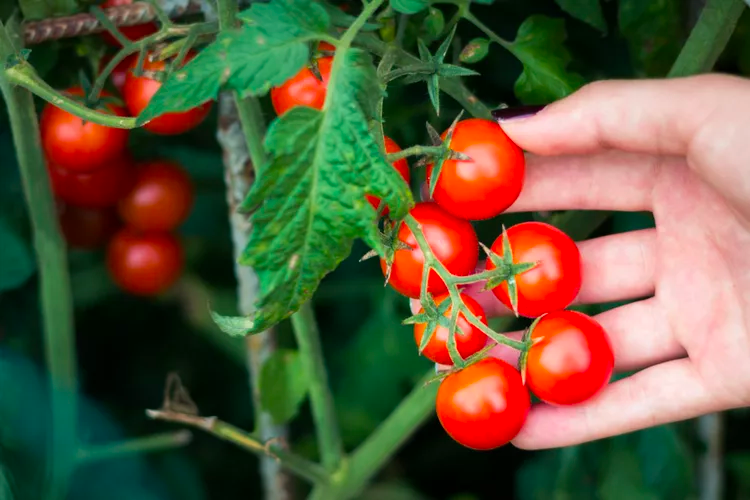 Cherry Tomatoes