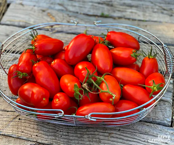 Plum Tomatoes