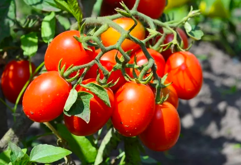 Roma Tomatoes