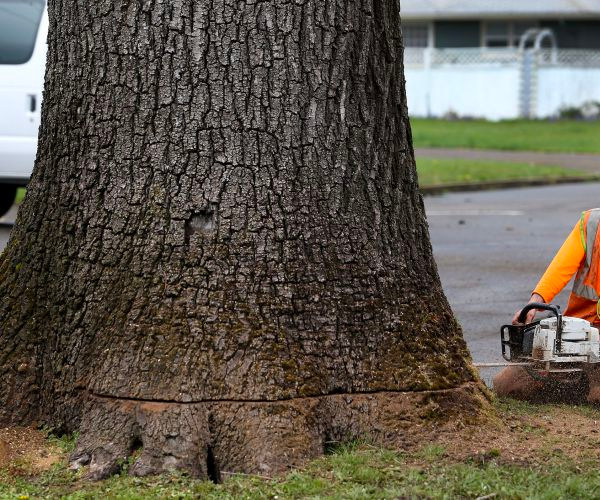 Cutting the tree down and treating it with herbicides